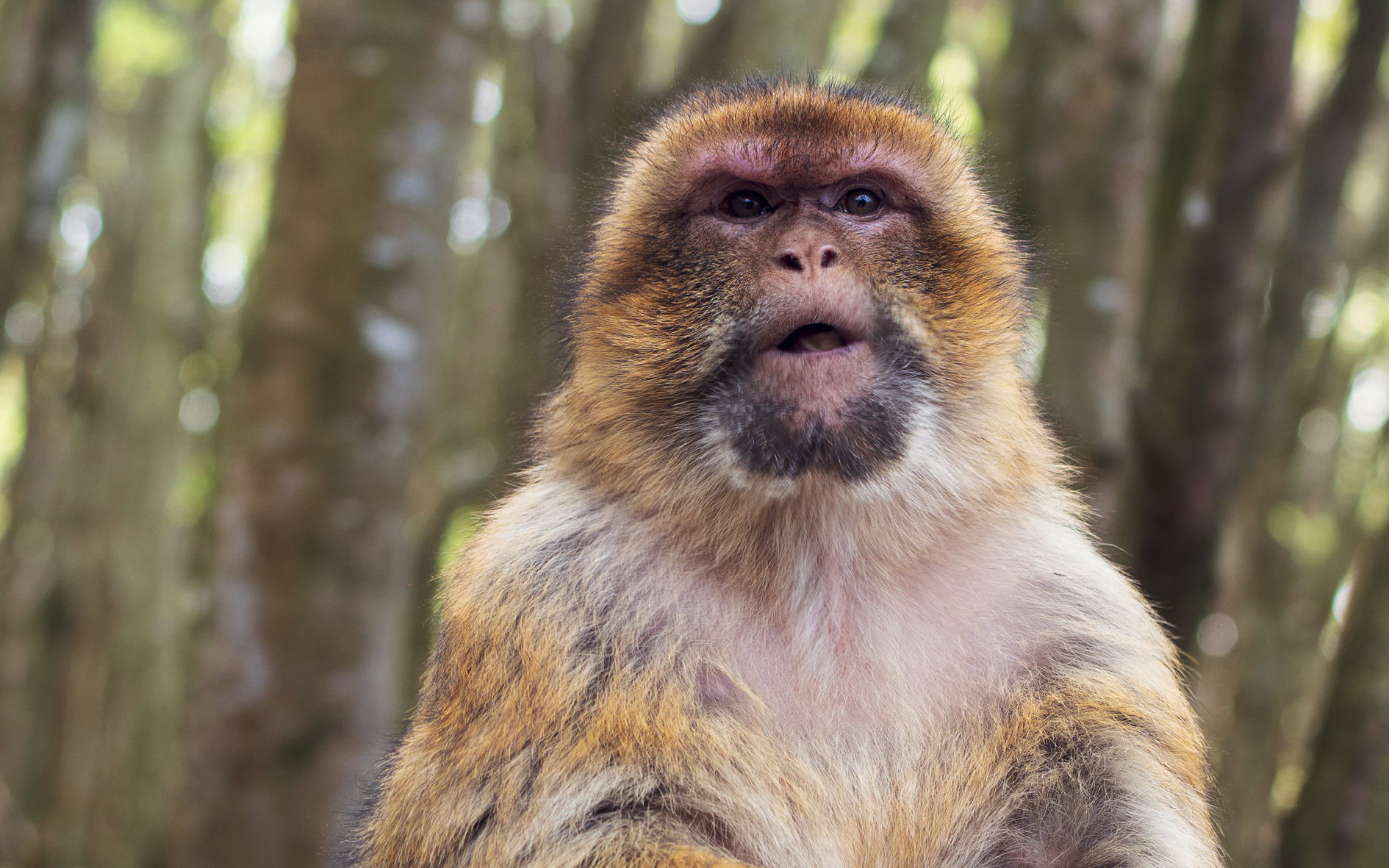 Kalender Calendrier / Februar Février 2026